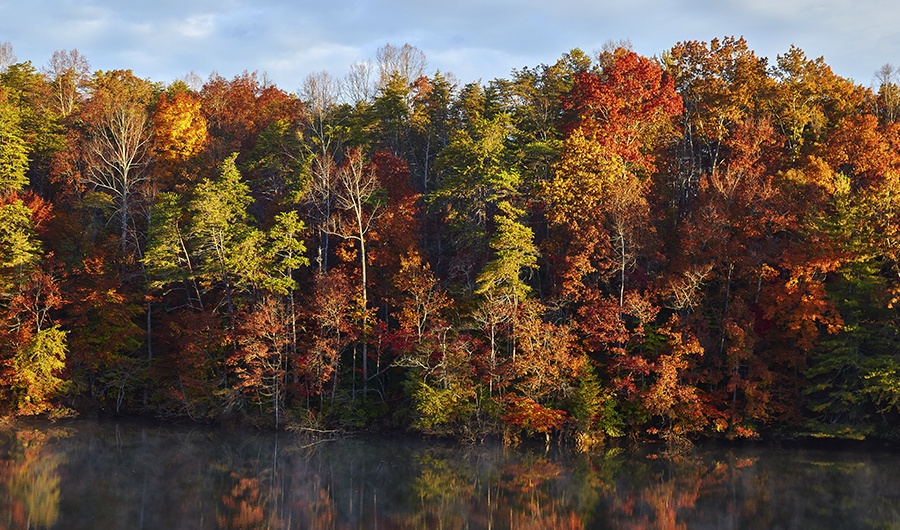 Trees changing color in the fall